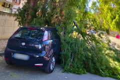 Cade ramo nell'area esterna dell'ospedale: auto in sosta danneggiata