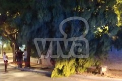 Grosso ramo d'albero si spezza in via della Libertà
