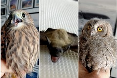 Sempre più fauna selvatica al centro Wwf di Molfetta: è il punto di riferimento della Bat