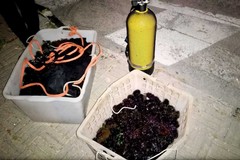 Sorpresi a pescare ricci sul litorale marchigiano: quattro biscegliesi multati