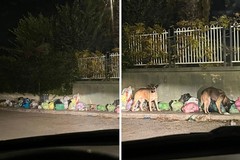 Randagismo e rifiuti nel quartiere Sant’Andrea di Bisceglie