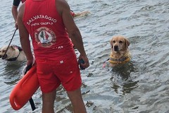 Una giornata in spiaggia coi cani da salvataggio