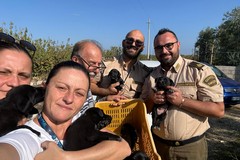 Salvati sette cuccioli da agenti della Guardia Campestre