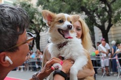 Grande successo per la prima sfilata canina organizzata da ENPA Bisceglie