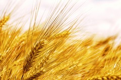 Coldiretti: «Calo delle produzioni: in Puglia produrre il grano costa 300 euro in più ad ettaro»