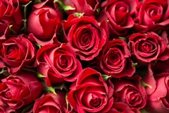 Rose rosse all'orto botanico con i soldi del concerto annullato di Massimo Ranieri