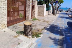 «200 alberi abbattuti dopo la morte di Alicia Amoruso»