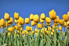 Piantumazione di un campo di tulipani a Bisceglie