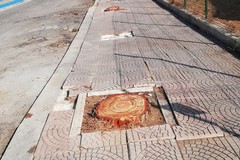 Pini tagliati in via degli aragonesi, Legambiente: «Devastato il patrimonio verde della città»