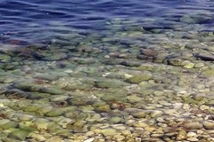Alga tossica, a Bisceglie nessun allarme: i monitoraggi ARPA sempre nella norma