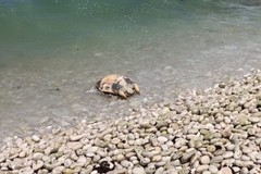 Carcassa di tartaruga rivenuta sulla spiaggia