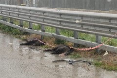 Investiti due cinghiali sulla SS16 tra Bisceglie e Molfetta