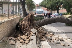 Crolla un albero in via Veneziano: morta una 12enne
