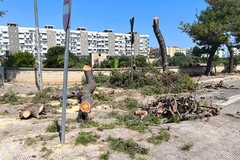 Via Cala dell'Arciprete e verde urbano, Legambiente: «Continua la mattanza, i lecci seccano. Il depaving è solo un ricordo!»