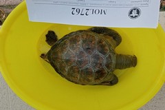 Rarissima tartaruga verde trovata morta tra Bisceglie e Molfetta