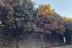 Spazio Civico: «Verificato lo stato di molti lecci. Il quadro è negativo»