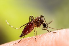 Il 19 luglio interventi contro zanzare e mosche