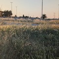 Erba alta e incuria nell'area di parcheggio di Conca dei Monaci