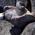 Ritrovata carcassa di tartaruga spiaggiata