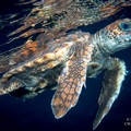 Nasce Adrionet, la rete adriatico-ionica di coordinamento tra i Centri di recupero tartarughe marine