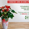 L'Aido torna in piazza con “Un Anthurium per l’informazione”