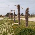 «Vogliamo sapere perché 170 palme sono morte dopo un anno»