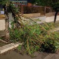 Cade un grosso ramo in via Salvemini