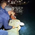 Due tartarughe liberate in mare di sera. Video