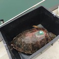 Lo studio della dieta della Caretta caretta attraverso le feci