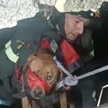 I vigili del fuoco salvano un cane randagio caduto accidentalmente in un pozzo