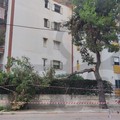 Caduto ramo di pino in via Di Vittorio a Bisceglie