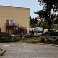 Numerosi alberi tagliati e potati a Bisceglie in questi giorni