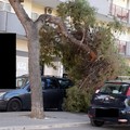 Grosso ramo d'albero rovina al suolo in viale Calace