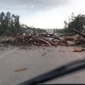 Maltempo: crolla un albero, pericolo sulla Bisceglie-Corato