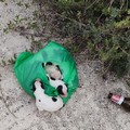 Orrore in zona BiMarmi, cuccioli abbandonati in un sacchetto di plastica