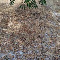 Agricoltura, al via la raccolta delle segnalazioni di danni causati dal maltempo
