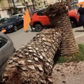 Palma si spezza in due in via Sant'Andrea