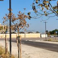 L'allarme di Pro Natura: «Rischio desertificazione urbana a Bisceglie»