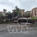 Caduto un Pino nel Seminario a Bisceglie: nessuno ferito