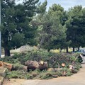 In via Lamaveta nessun albero caduto ma un intervento programmato