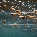 Scarsa presenza di alga tossica a Bisceglie