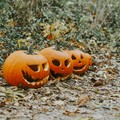 Coldiretti Puglia:  "Per Halloween +20% produzioni zucche "