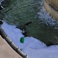 Monopattino gettato nella fontana ornamentale di piazza Diaz. Foto