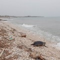 Tartaruga spiaggiata sulla costa biscegliese