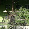 Il vento forte spezza i rami di un albero all'interno di una scuola