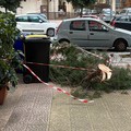 Cede un ramo di uno dei pini di via Di Vittorio