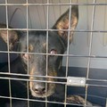 Prima reimmissione in libertà di un cane a Bisceglie secondo le nuove normative regionali