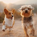 A via la seconda edizione di  "Cani in Passerella "