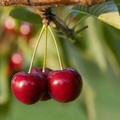«Manca manodopera nei campi per la raccolta delle ciliegie»
