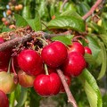 Inizia la raccolta delle ciliegie primizie a Bisceglie